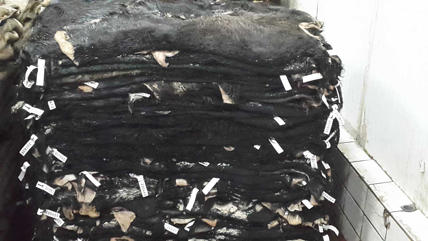 Pelli quadrate di Bufalini a Strappo