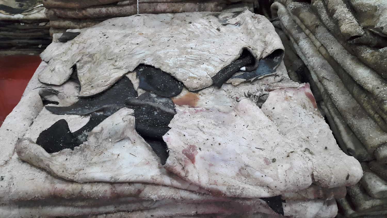 Pelli quadrate di Bufalo