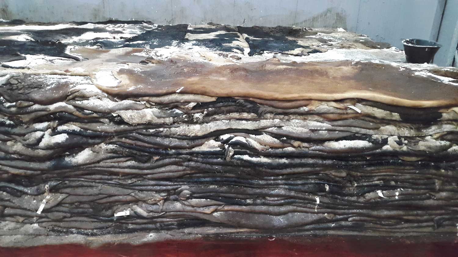 Pelli quadrate di Tori pesanti