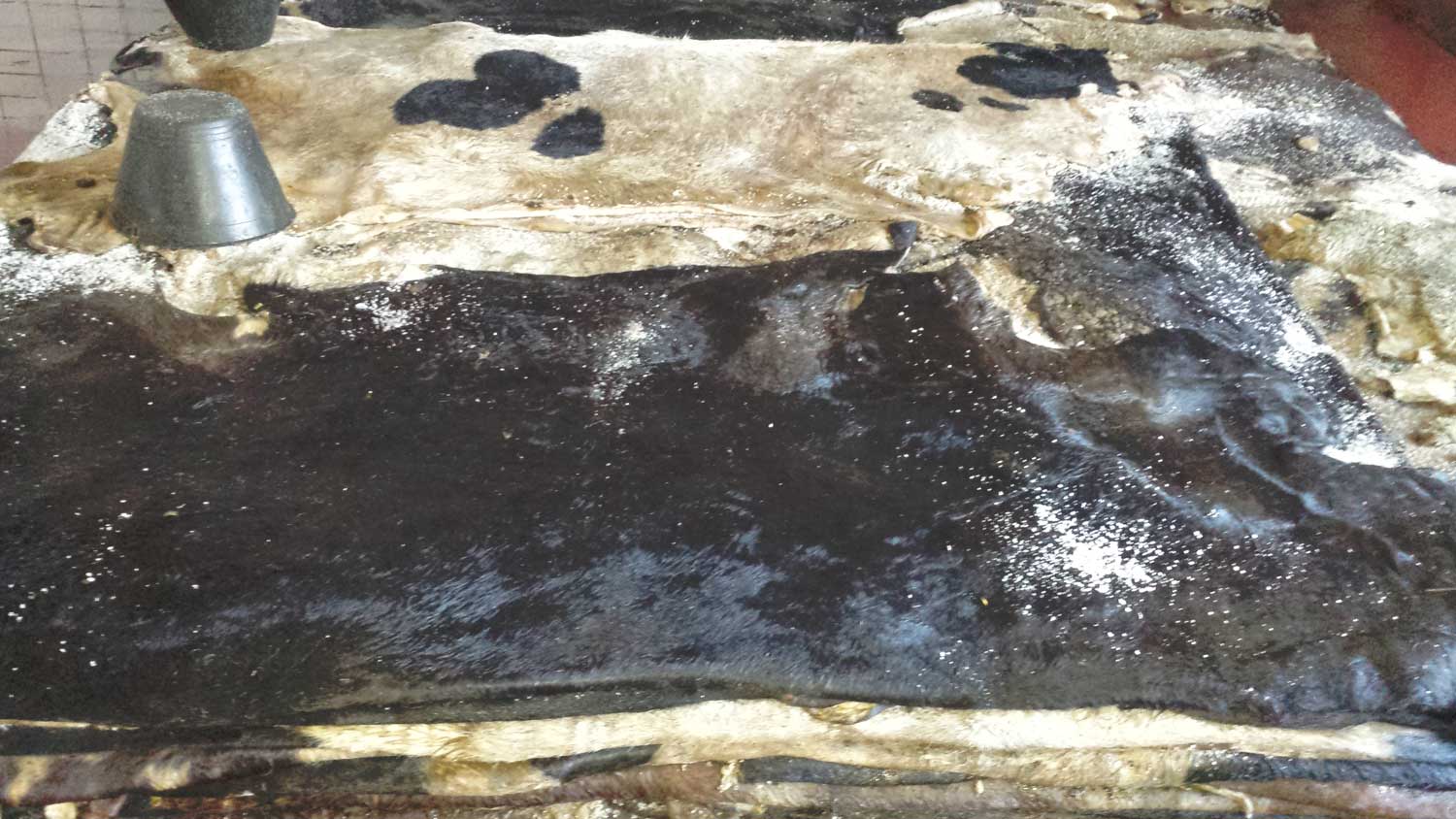 Pelli quadrate di Vitellame maggioranza femmine