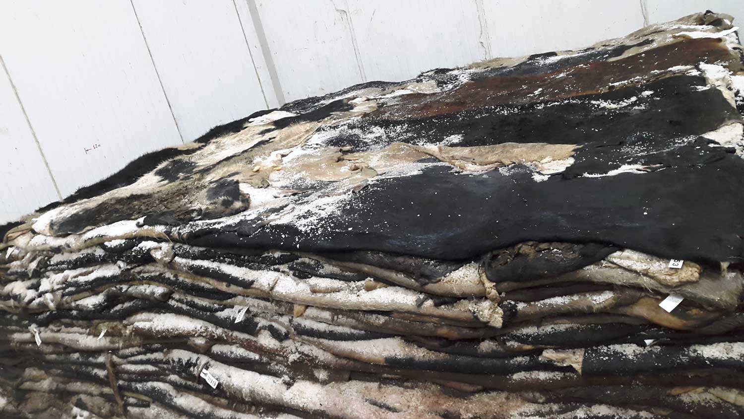Pelli quadrate di vacca